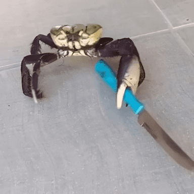 crab with knife